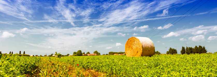 field corn produce crops